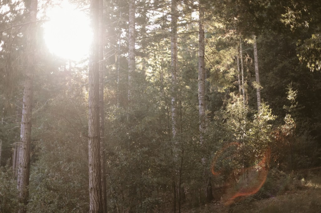 Reflections – November 22,&nbsp;2024